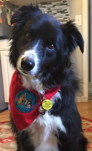 Border collie sitting with cocked head wearing therapy vest