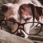 Photo of dog with glasses