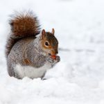 Photo of squirrel in snow