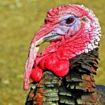 Photo of a turkey