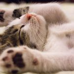 Photo of kitten sleeping