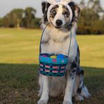 Photo of dog carrying a basket of eggs