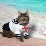 Photo of cat on the beach in a sailor suit