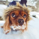 Photo of dog in the show wearing a jacket