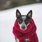 Photo of dog wearing a scarf