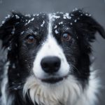 Photo of border collie in the snow