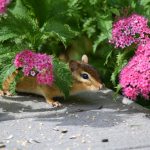 Chipmunk with flowers