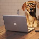 Dog with glasses at laptop