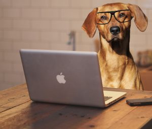 Dog with glasses at laptop