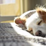 Image of a dog napping in the sun