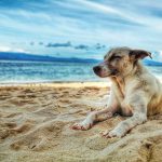 Photo of a dog laying on the beach