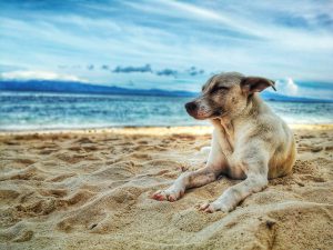 Photo of a dog laying on the beach