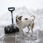 Photo of a dog and a show shovel