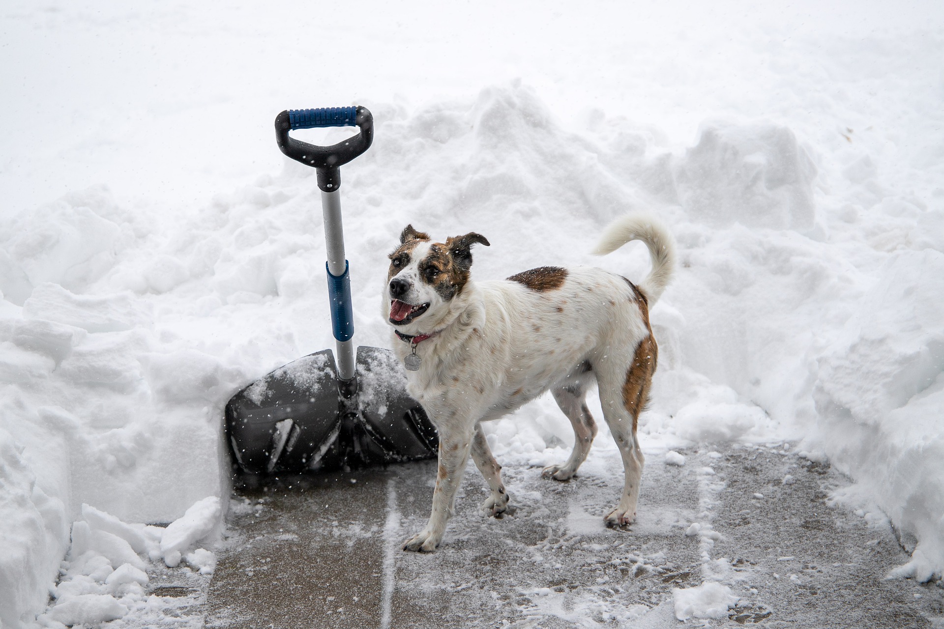 Photo of a dog and a show shovel