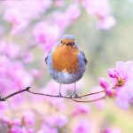 Photo of a bluebird on a flowering branch