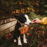Photo of a puppy holding a leaf