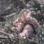 Squirrel in winter