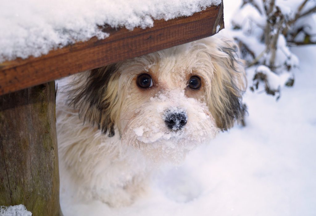 cute little dog with snow on its nose