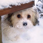cute little dog with snow on its nose
