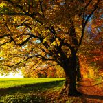 photo of fall trees