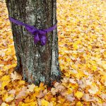 Photo of purple ribbon
