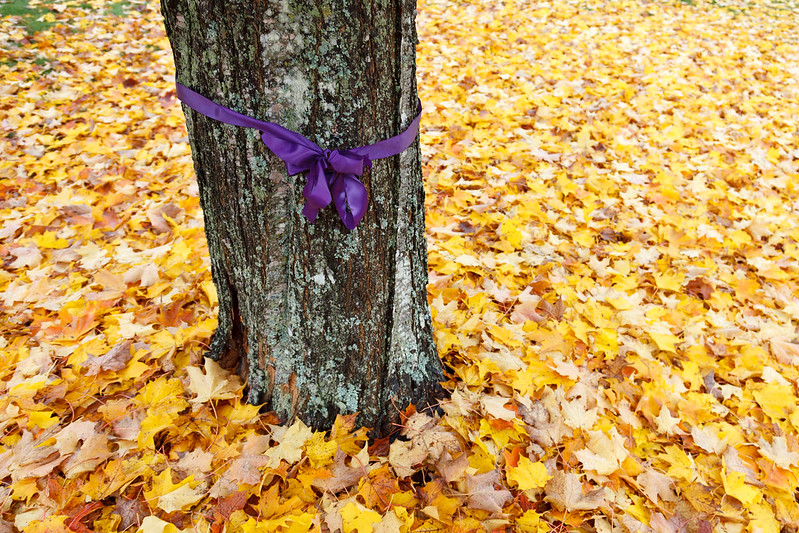 Photo of a purple ribbon for domestic violence prevention month