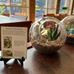 Photo of a terrarium