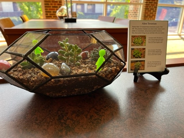 Photo of a terrarium