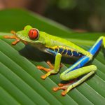 tree frog