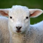 photo of a sheep