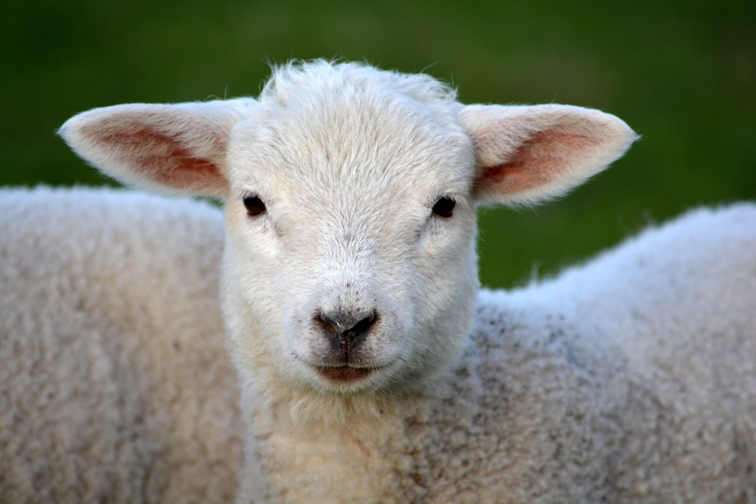 photo of a sheep