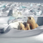 Polar Bears in snow