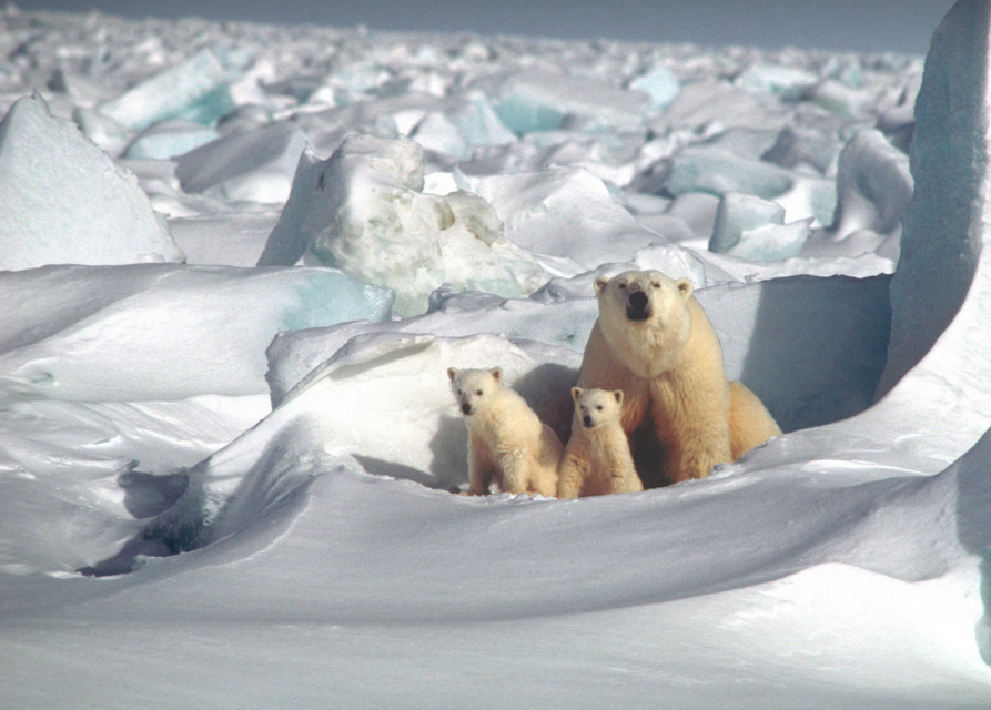 Celebrate International Polar Bear Day!