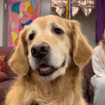 Photo of a therapy dog