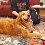 Photo of a therapy dog