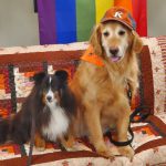 Photo of two therapy dogs