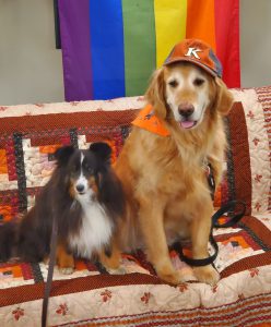 Photo of two therapy dogs